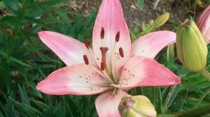 лилия РОЗЕЛЛАС ДРИМ