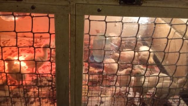 Содержание и уход за индюшатами хайбрид конвертер