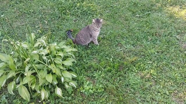 Дачный влог 20! Новый забор своими руками! смотреть онлайн