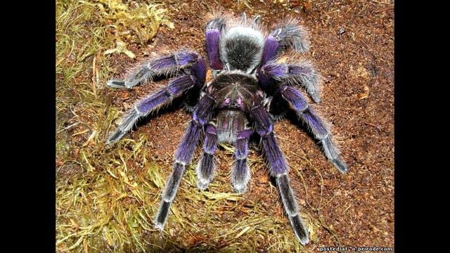 Топ 15 самых опасных животных смотреть онлайн