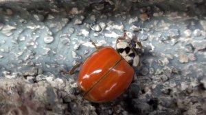 Multicolored Asian Lady Beetle (Coccinellidae: Harmonia axyridis) Unspotted Variant