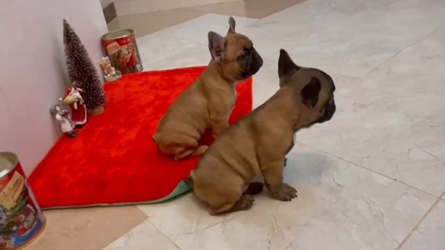 Продаются щенки французского бульдога.