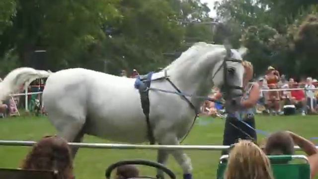 Lipizanner Stallions in CT смотреть онлайн