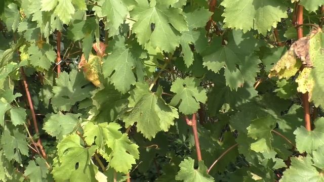 Как вызревает лоза у винограда в сезоне 2022 смотреть онлайн