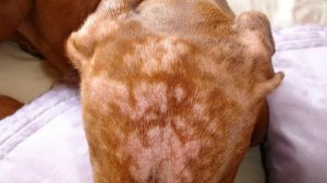 Черные пятна на коже у собаки: что это такое