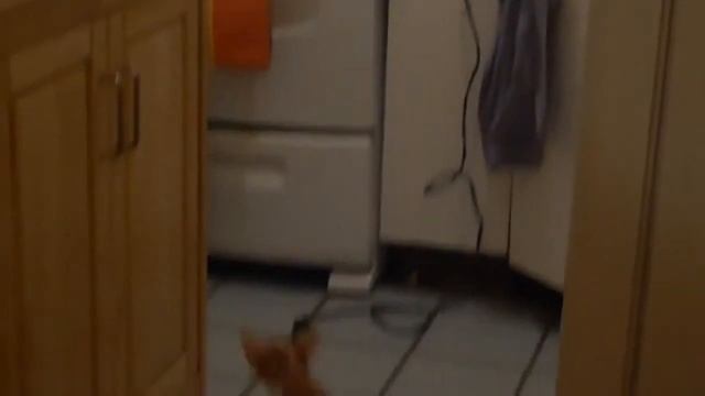 Кошки добрались до кухни смотреть онлайн