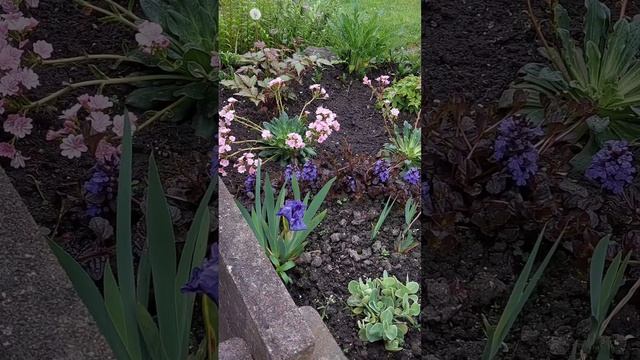 ? Украшаю сад новыми покупками. Маленькая Левизия пополнила большую семью моих зеленых питомцев ? смотреть онлайн