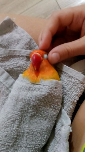 попугайчики