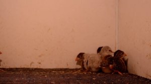 Разведение цесарок как бизнес