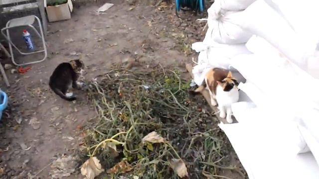 Экперимент с мышами смотреть онлайн