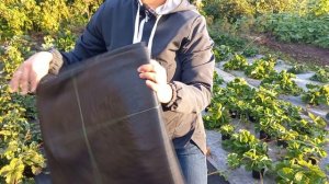 ВЫБОР АГРОСПАНА ДЛЯ КЛУБНИКИ.