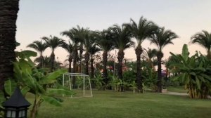 Как и Где растут бананы???