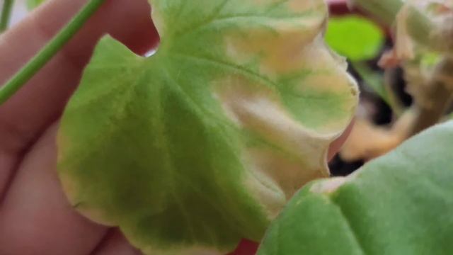 хлороз. что делать ? как определить?. мой опыт определения.
