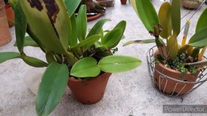 Две Орхидеи Каттлеи,  две Cattleya warneri: кто в лес, кто по дрова. Я в раздумьях.