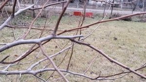 Обрезка трёхлетней груши.