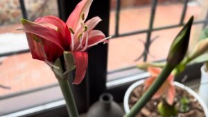 ПОДТВЕЖДЕНИЕ СОРТА ГИППЕАСТРУМА “ROSE SYBISTER” ОТ ИНТЕРНЕТ-МАГАЗИНА “NOVAFLORA”. ПОСАДКА 25.11.21.