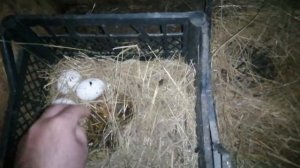 Куры съедают свои яйца что делать?