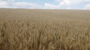 Канадский яровой ячмень ТАЛБОТ  ООО АВС СТАНДАРТ 0675605115, 0957797888