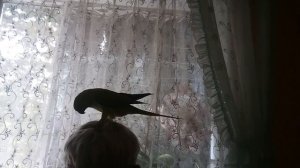 Хабиб делает прическу!