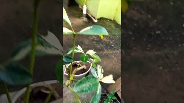 bonsai trial in schefflera plant