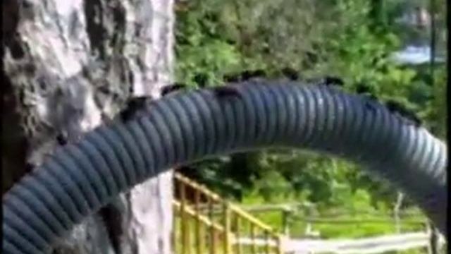 Муравьи Formica Rufa: жизнь муравейника