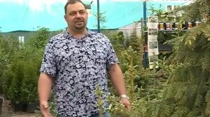 Удачные заметки. Чем сербская ель отличается от крымской сосны?