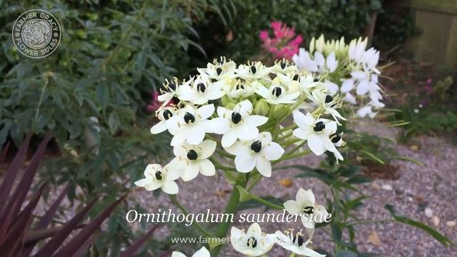Ornithogalum saundersiae - FarmerGracy.co.uk смотреть онлайн