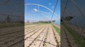 Арочная теплица под пленку своими руками. Строительство.