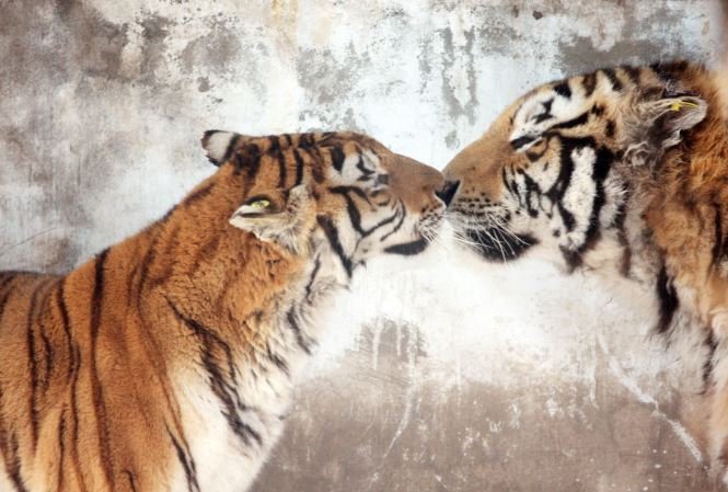 Тигриные нежности из нижегородского зоопарка попали на видео.