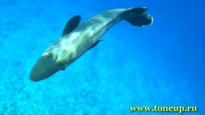 Красное море, Шарм эль Шейх, кораллы у отеля Рехана