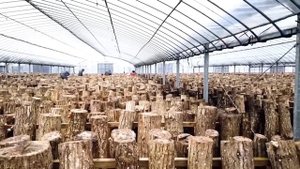 Выращивание грибов Шиитаке в Японии