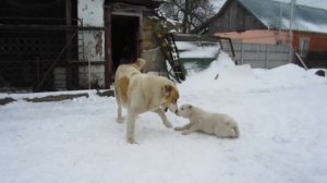 Кичи и Шанди 2 месяца. Барский Двор.