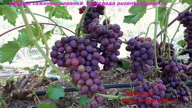 Виноград ПАМЯТИ УЧИТЕЛЯ - радость глаз и вкуса (Пузенко Наталья Лариасовна) смотреть онлайн