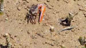 Манящий краб или краб скрипач. Uca Tangeri