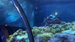 Орландо парк аттракционов SeaWorld  - Флорида парк развлечений косатки США 2021