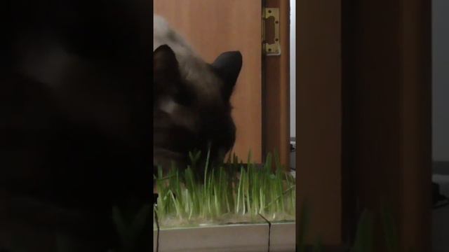 Гидропоника трава для кошек для кота смотреть онлайн