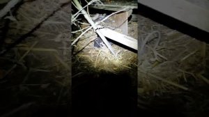 куница или норка в курятнике?