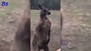 В КЕНГУРУ КТО-ТО ВСЕЛИЛСЯ - СТРАШНОЕ ЖИВОТНОЕ ПЫТАЕТСЯ ВОЙТИ В ДОМ