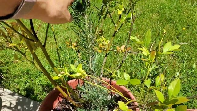 How to grow Pine Tree seedlings from pine cones the Lazy and Easy way смотреть онлайн