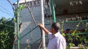 плоская лоза.