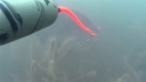 Подводный поплавок на сома euro-som в действии / Waller Unterwasserpose euro-som RIG in Action