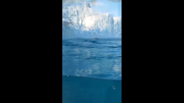 Белая медведица Хатанга...Екатеринбургский зоопарк...White bear Khatanga... Yekaterinburg Zoo... смотреть онлайн