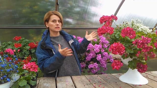Разбираем композицию: пеларгония плющелистная+эуфорбия+каллизия