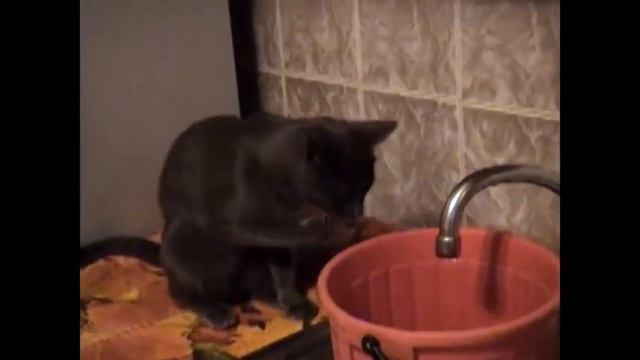 Кошачьи развлечения с водой.Пью воду из ведра и из болота.