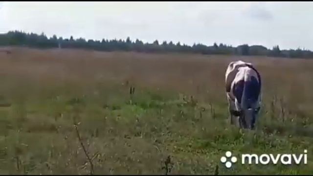 на 8 октября 2020 года продают 30 голов корова порода голштин смешано черный белый есть стильные смотреть онлайн