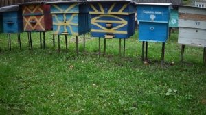 Вот как выглядит пчелиная семья которая не перезимует. Состояние пчёл на 28 сентября.