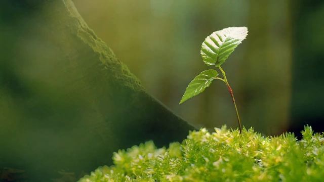 Природа. Жизнь в гармонии с собой