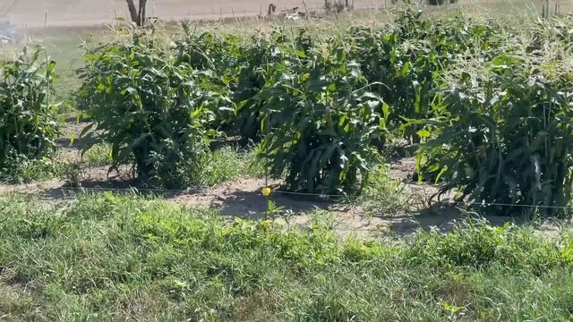 Can You Power Your Entire House With This Ultra Cheap Solar System?? смотреть онлайн