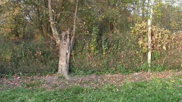 Новый свинарник - новые фишки для облегчения ухода за поросятами. панорамная крыша в маточном сарае смотреть онлайн