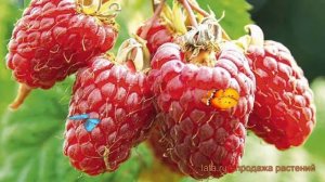 Малина традиционная Ляшка (rubus laszka) ? малина Ляшка обзор: как сажать саженцы малины Ляшка